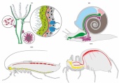 Модель-аппликация Эволюция систем органов беспозвоночных животных