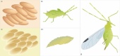 Модель-аппликация Развитие насекомых с полным и не полным превращением
