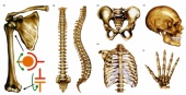 Модель-аппликация Типы соединения костей