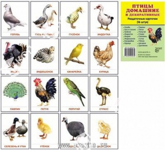 Комплект таблиц "Птицы домашние, дикие, декоративные" (15 таблиц)