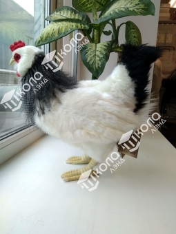 Курица французской породы, 38 см