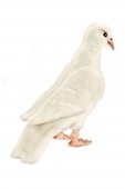 Белый голубь, 20 см 
