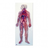 Модель барельефная "Кровеносная система человека"
