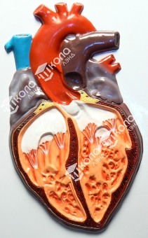 Модель барельефная "Строение сердца человека"