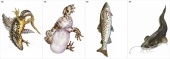Модель-аппликация Многообразие хордовых. Рыбы, земноводные и пресмыкающиеся.
