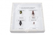 Коллекция энтомологическая "Приспособительные изменения в конечностях насекомых"