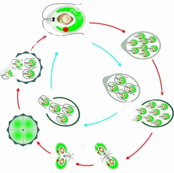 Модель-аппликация Размножение одноклеточной водоросли