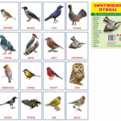 Набор раздаточных карточек "Птицы"