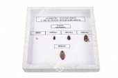 Коллекция энтомологическая "Развитие насекомых с неполным превращением"