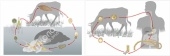Модель-аппликация Цикл развития бычьего цепня и печеночного сосальщика