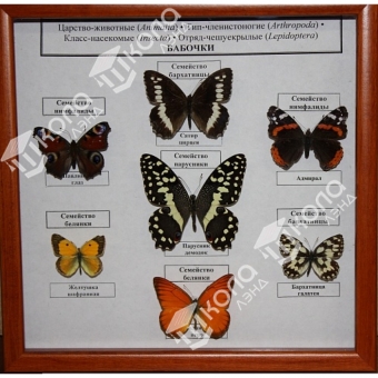 Коллекция "Семейство бабочек"