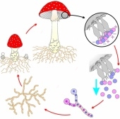 Модель-аппликация Размножение шляпочного гриба