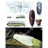Коллекция энтомологическая "Гусеница"