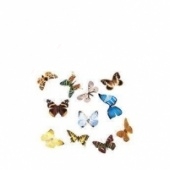 Коллекция энтомологическая "Бабочки для рисования"