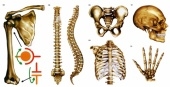 Модель-аппликация Типы соединения костей