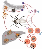 Модель-аппликация Цикл развития малярийного плазмодия