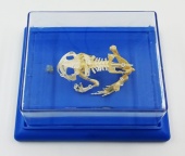 Скелет лягушки