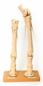 Скелет конечности лошади (передняя и задняя) на подставке