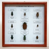 Коллекция энтомологическая "Семейство жуков"