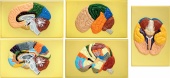 Модель барельефная "Доли, извилины, цитоархитектонические поля головного мозга" (5 планшетов)