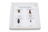 Коллекция энтомологическая "Приспособительные изменения в конечностях насекомых"