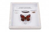 Коллекция энтомологическая "Развитие насекомых с полным превращением"