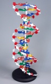 Модель "Структура ДНК"