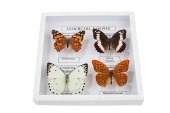 Коллекция энтомологическая "Семейство бабочек"