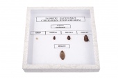Коллекция энтомологическая "Развитие насекомых с неполным превращением"