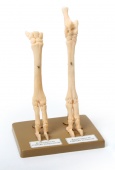 Скелет конечности овцы (передняя и задняя) на подставке