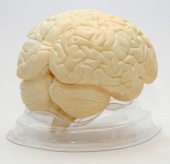 Модель "Мозг в разрезе" (белый)