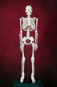 Скелет человека 85 см.