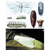 Коллекция энтомологическая "Гусеница"