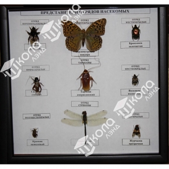 Коллекция энтомологическая "Представители отряда насекомых"