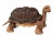 Галапагосская черепаха, 30 см