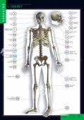 Комплект таблиц "Строение тела человека" (10 шт.+ 80 карточек)