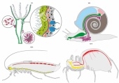 Модель-аппликация Эволюция систем органов беспозвоночных животных