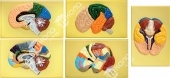 Модель барельефная "Доли, извилины, цитоархитектонические поля головного мозга" (5 планшетов)