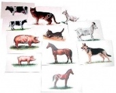 Набор карточек "Домашние животные" (14 шт. 150х100 мм.)