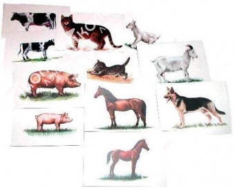 Набор карточек "Домашние животные" (14 шт. 150х100 мм.)