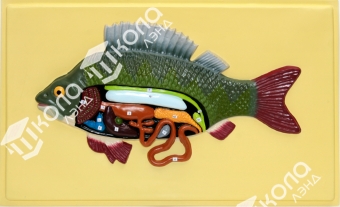Модель барельефная "Внутреннее строение рыбы"