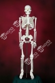 Скелет человека 85 см.