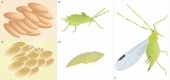 Модель-аппликация Развитие насекомых с полным и не полным превращением