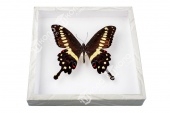Коллекция энтомологическая "Бабочка тропическая" для рисования